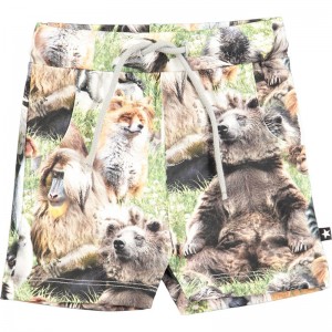 Short Simroy - Molo Short Simroy - Molo