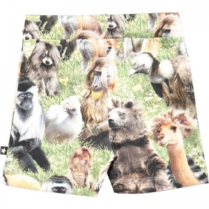 Short Simroy - Molo Short Simroy - Molo
